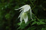 Clematis alpina 'White Columbine'